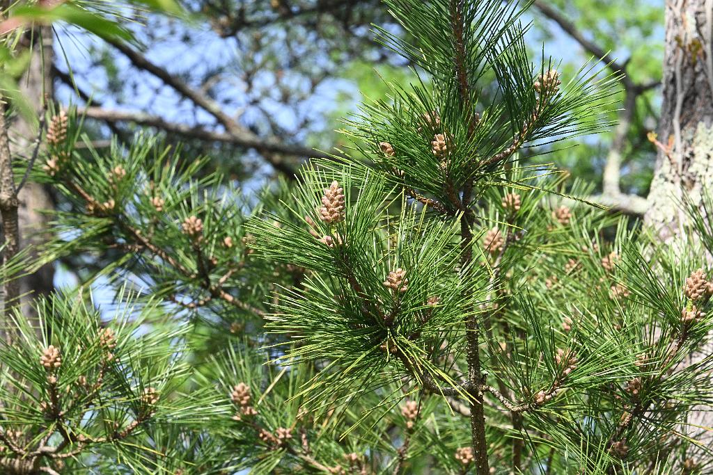 2025-05087716 Parker River NWR, MA.JPG - Pine. Parker River National Wildlife Refuge, MA, 5-8-2025